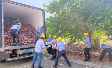 鄉(xiāng)村振興 | 情有所“薯” 我們在行動